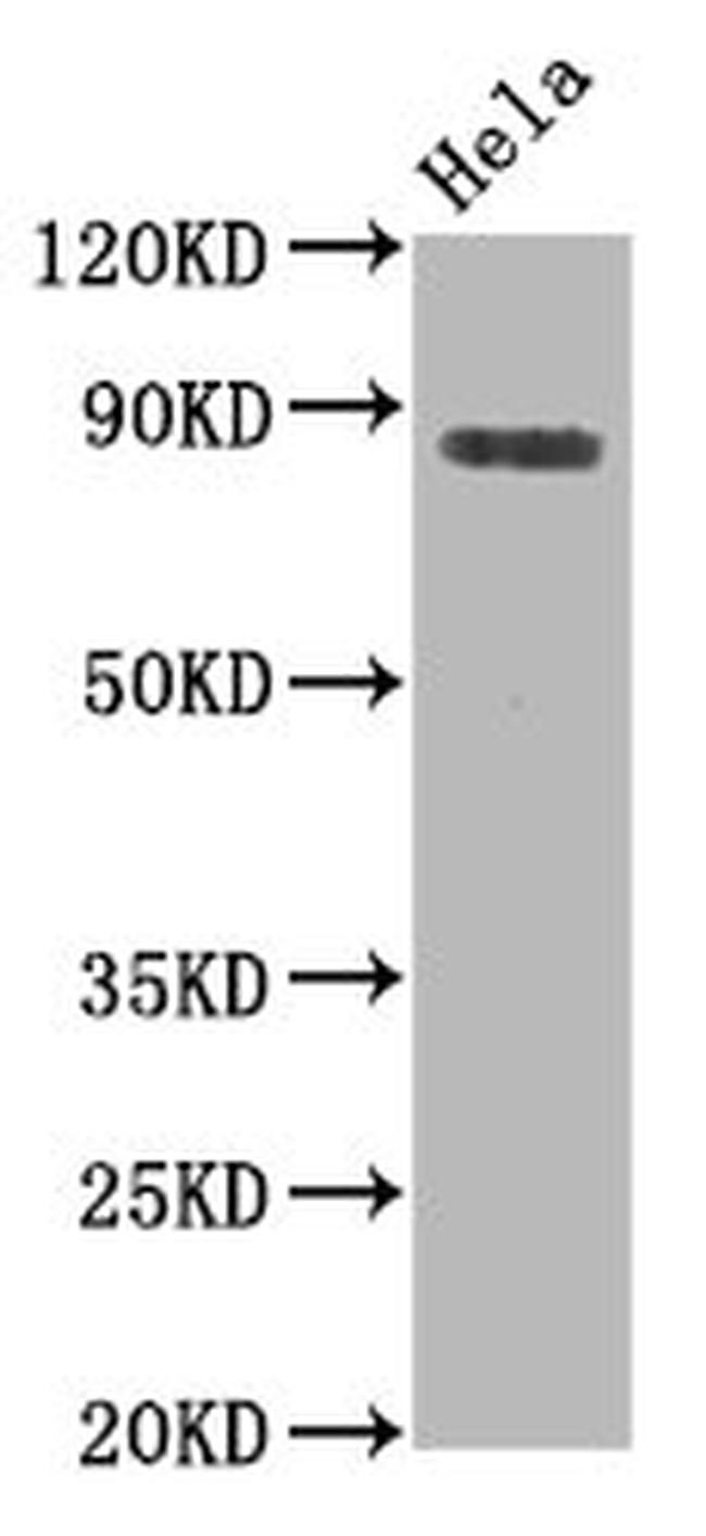 Phospho-HSF1 (Ser326) Antibody in Western Blot (WB)