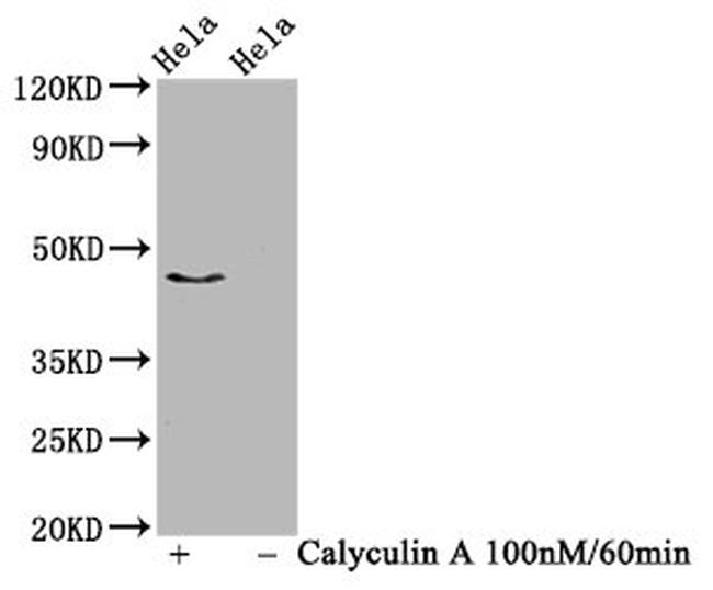Phospho-IRF3 (Ser386) Antibody in Western Blot (WB)