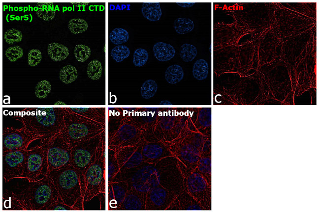 Phospho-RNA pol II CTD (Ser5) Antibody in Immunocytochemistry (ICC/IF)