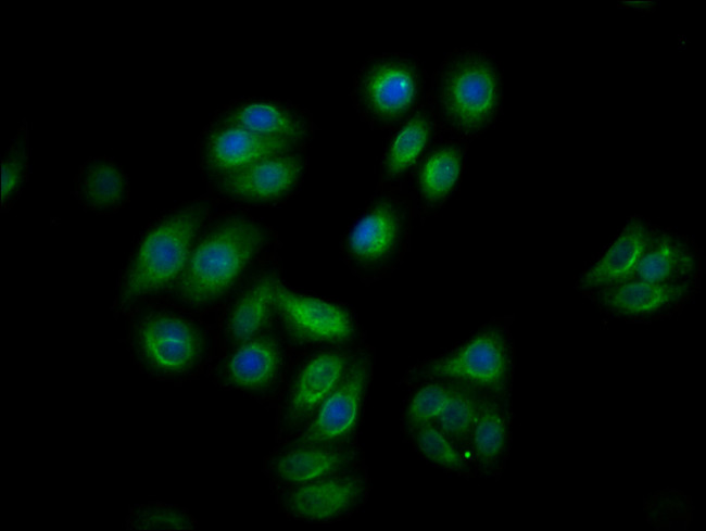 Phospho-c-Raf (Ser259) Antibody in Immunocytochemistry (ICC/IF)