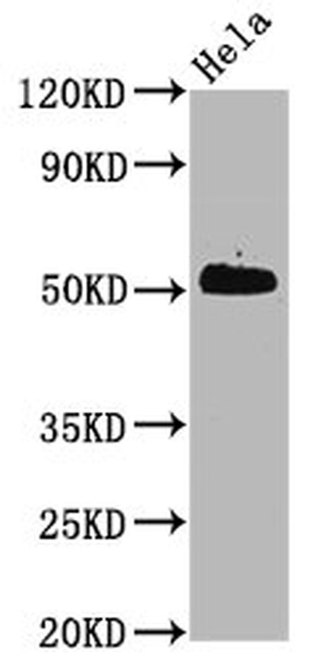 Phospho-CDC37 (Ser13) Antibody in Western Blot (WB)