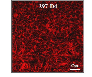 BAP31 Antibody in Immunocytochemistry (ICC/IF)