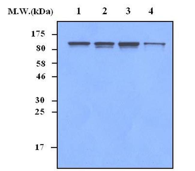 RSK3 Antibody in Western Blot (WB)