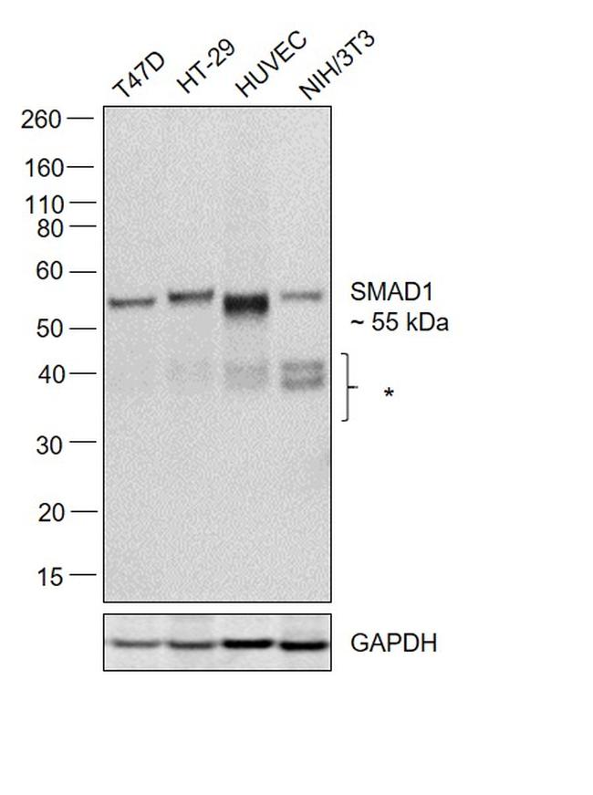 SMAD1/SMAD5 Antibody in Western Blot (WB)