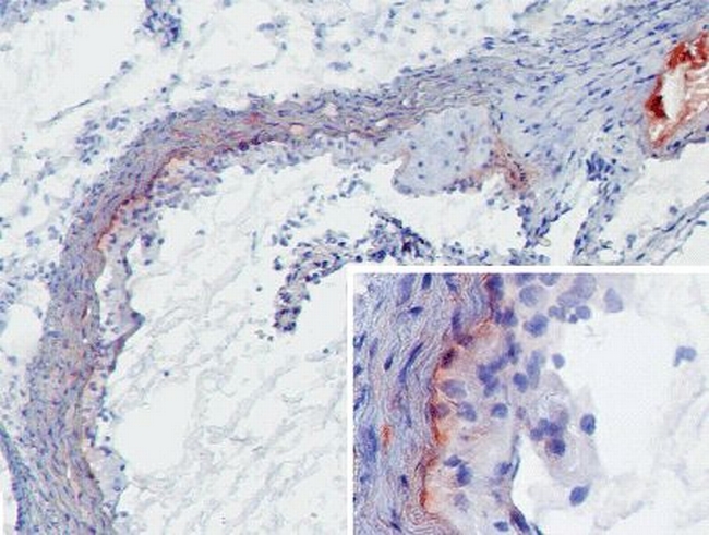 MBL1 Antibody in Immunohistochemistry (Frozen) (IHC (F))