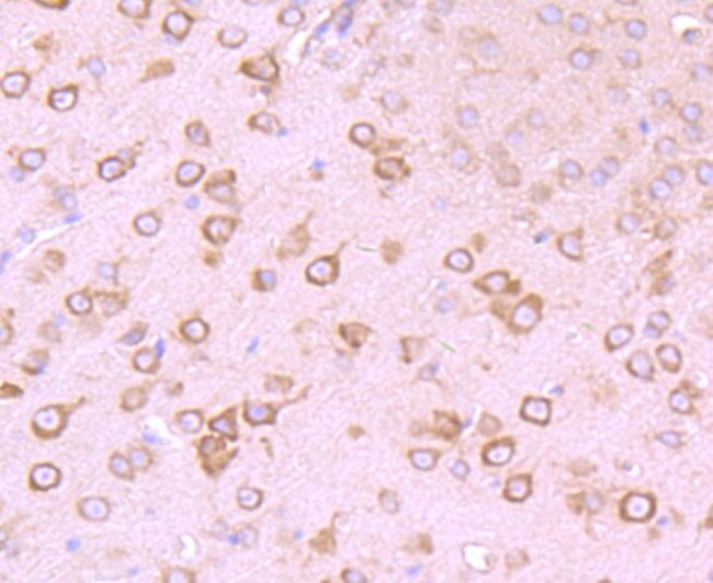 GABRA5 Antibody in Immunohistochemistry (Paraffin) (IHC (P))