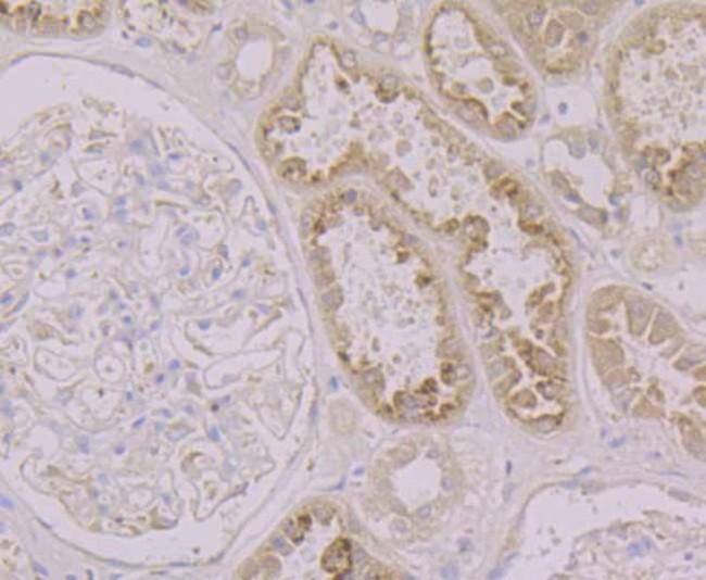 LRG1 Antibody in Immunohistochemistry (Paraffin) (IHC (P))