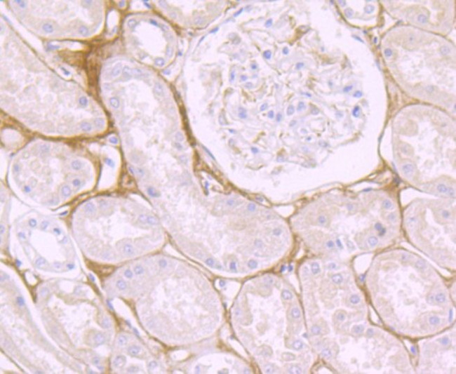 Biglycan Antibody in Immunohistochemistry (Paraffin) (IHC (P))