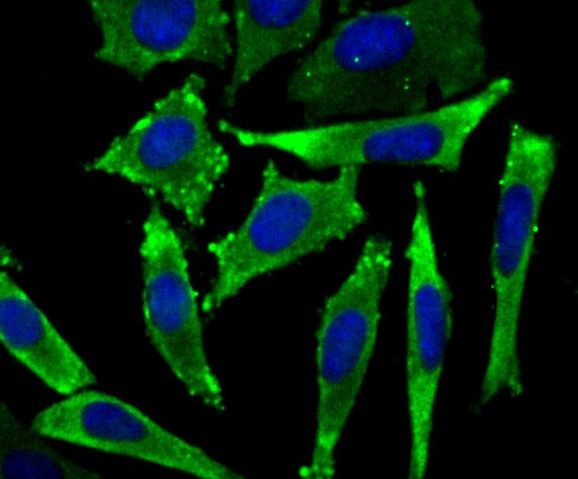 EEF1A1 Antibody in Immunocytochemistry (ICC/IF)