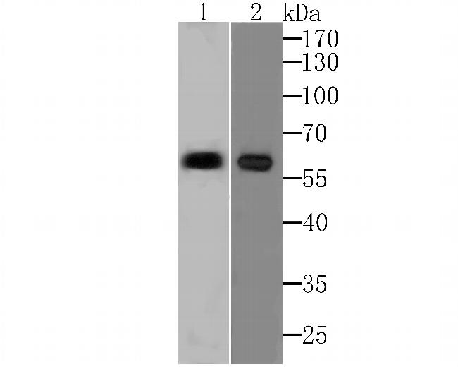 PARP2 Antibody in Western Blot (WB)