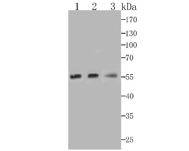 NUF2 Antibody in Western Blot (WB)