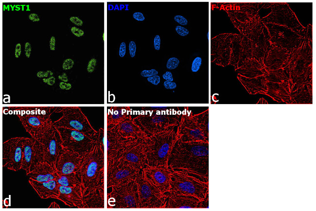 MYST1 Antibody in Immunocytochemistry (ICC/IF)
