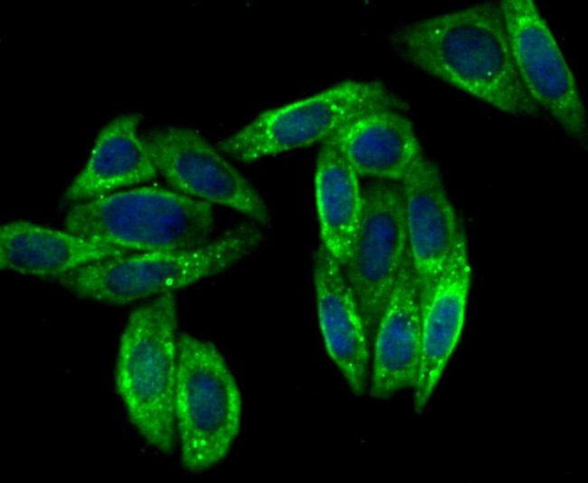 VAMP3 Antibody in Immunocytochemistry (ICC/IF)