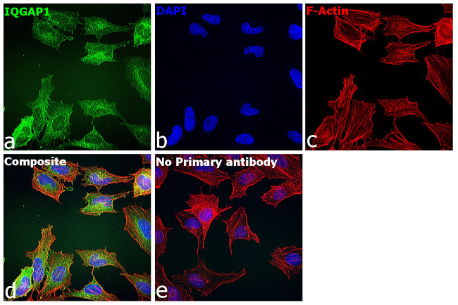 IQGAP1 Antibody in Immunocytochemistry (ICC/IF)