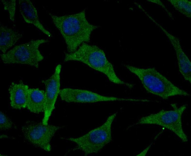 MARK3 Antibody in Immunocytochemistry (ICC/IF)