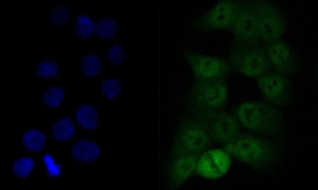 COPS3 Antibody in Immunocytochemistry (ICC/IF)