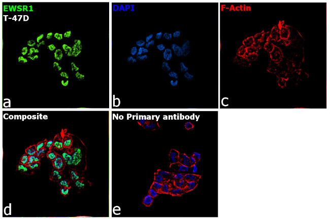 EWSR1 Antibody in Immunocytochemistry (ICC/IF)
