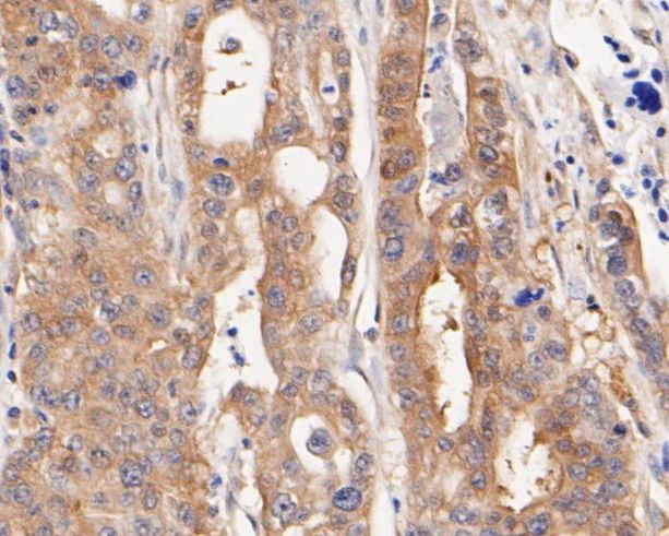 NUDC Antibody in Immunohistochemistry (Paraffin) (IHC (P))