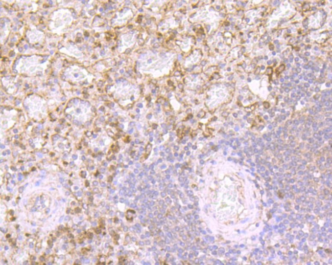 DEFA1 Antibody in Immunohistochemistry (Paraffin) (IHC (P))