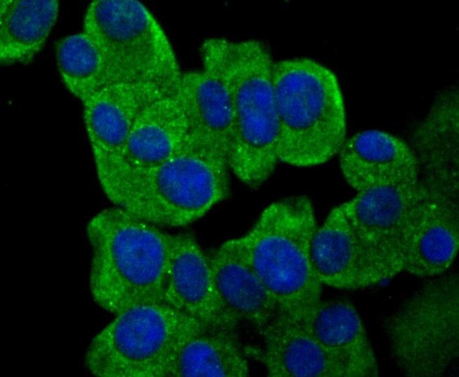 IL-31 Antibody in Immunocytochemistry (ICC/IF)