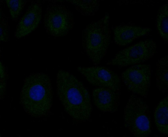 ERp72 Antibody in Immunocytochemistry (ICC/IF)