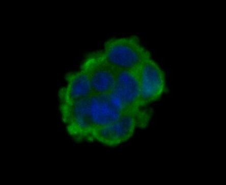 HSP701L Antibody in Immunocytochemistry (ICC/IF)