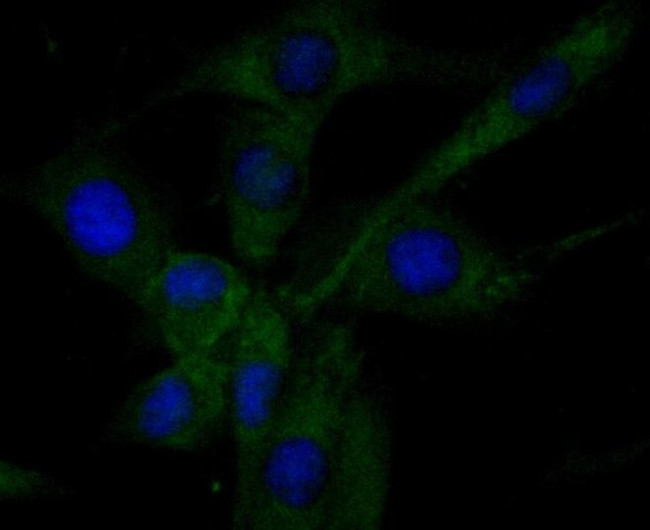 RNASE3 Antibody in Immunocytochemistry (ICC/IF)