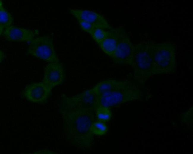 SPATA5L1 Antibody in Immunocytochemistry (ICC/IF)