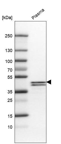 Apolipoprotein L1 Antibody in Western Blot (WB)
