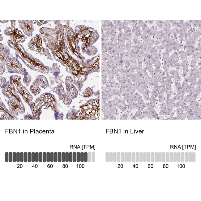 Fibrillin 1 Antibody in Immunohistochemistry (Paraffin) (IHC (P))