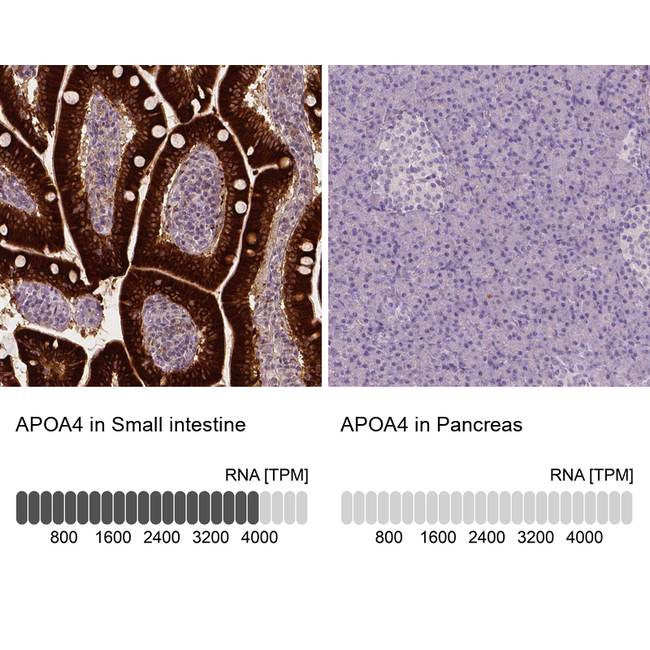 Apolipoprotein A4 Antibody in Immunohistochemistry (Paraffin) (IHC (P))