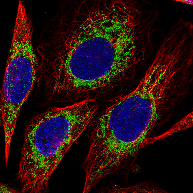 Citrate Synthase Antibody in Immunocytochemistry (ICC/IF)