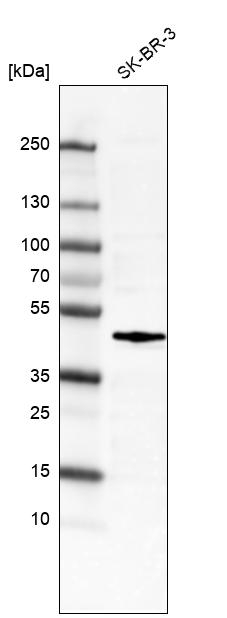 c-Fos Antibody in Western Blot (WB)