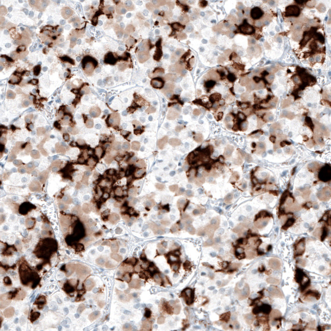 Prolactin Antibody in Immunohistochemistry (Paraffin) (IHC (P))