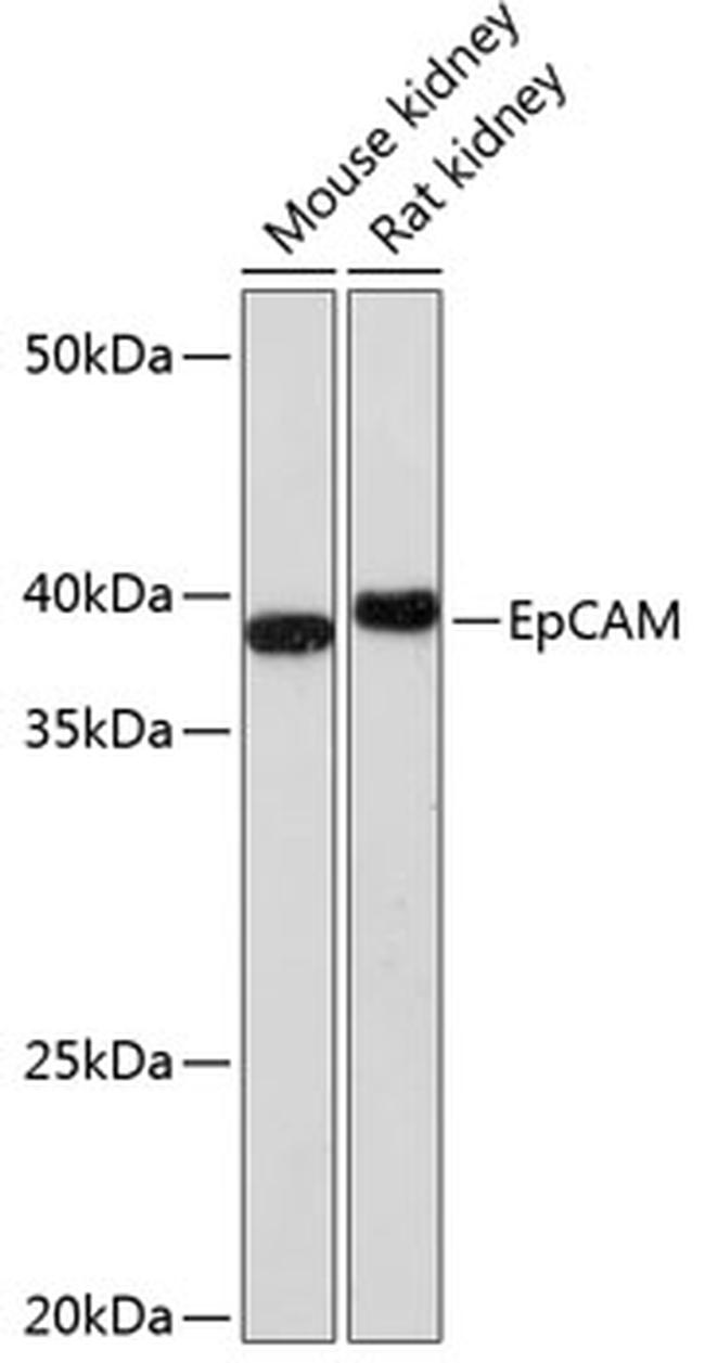 EpCAM Antibody in Western Blot (WB)