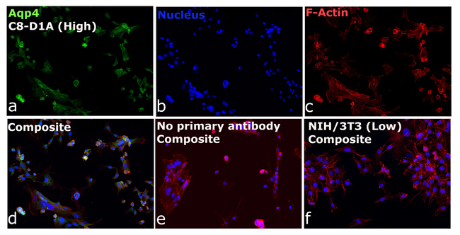 Aquaporin 4 Antibody in Immunocytochemistry (ICC/IF)