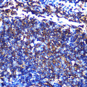 HLA-DQA1 Antibody in Immunohistochemistry (Paraffin) (IHC (P))