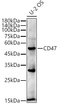 CD47 Antibody in Western Blot (WB)
