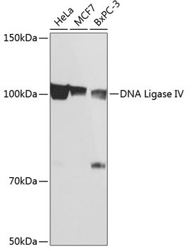 DNA Ligase IV Antibody in Western Blot (WB)