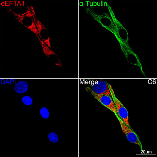 EEF1A1 Antibody in Immunocytochemistry (ICC/IF)