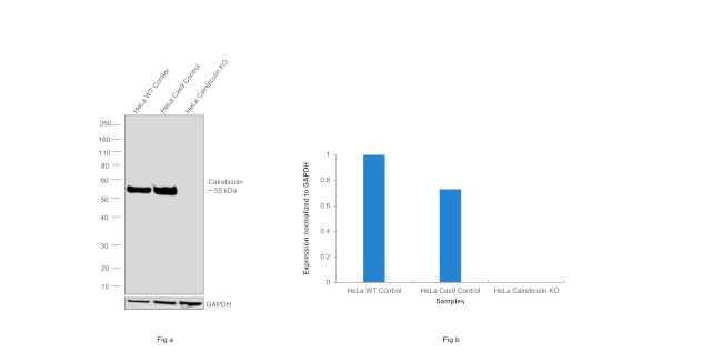Calreticulin Antibody in Western Blot (WB)