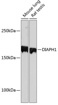 DIAPH1 Antibody in Western Blot (WB)