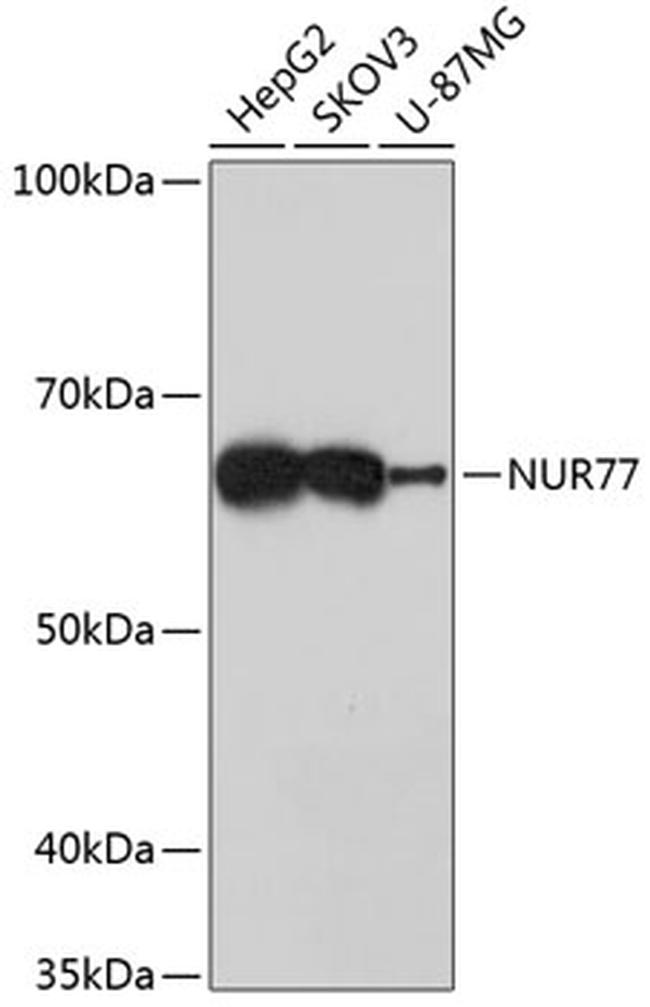 Phospho-NR4A1 (Ser351) Antibody in Western Blot (WB)