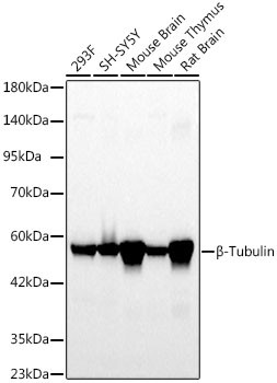 beta Tubulin Antibody in Western Blot (WB)