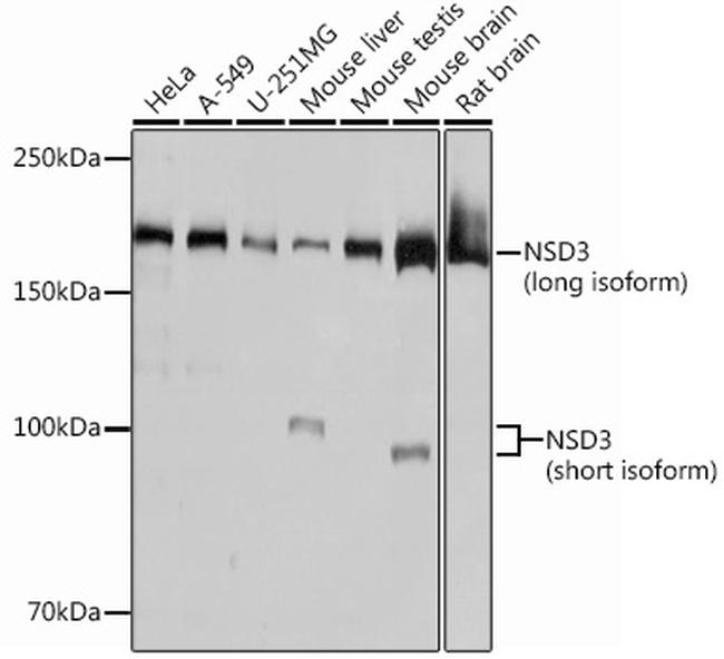 NSD3 Antibody in Western Blot (WB)