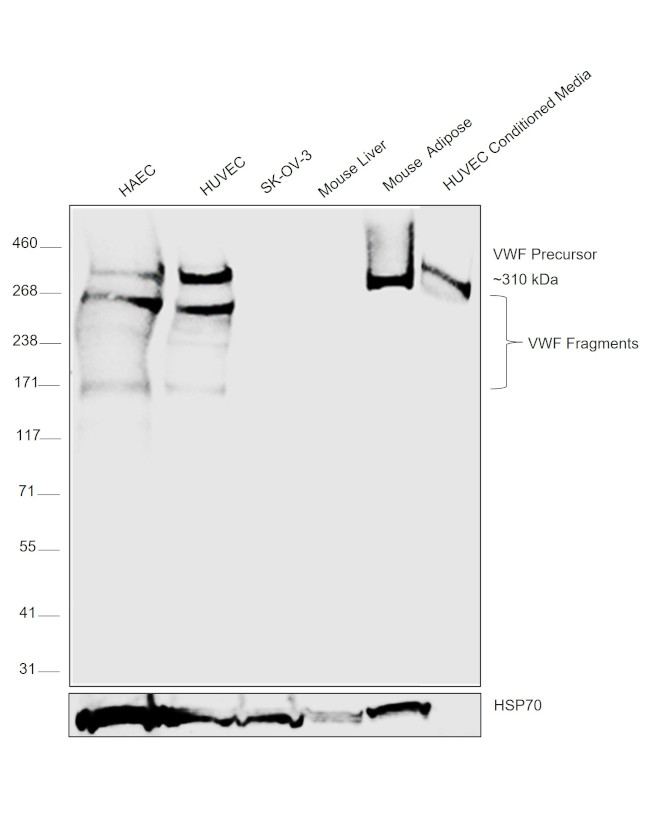 VWF Antibody in Western Blot (WB)