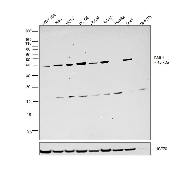 BMI-1 Antibody in Western Blot (WB)