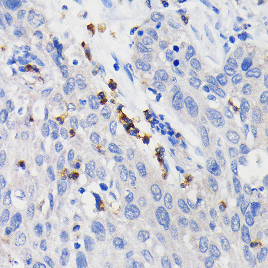 CD11b Antibody in Immunohistochemistry (Paraffin) (IHC (P))