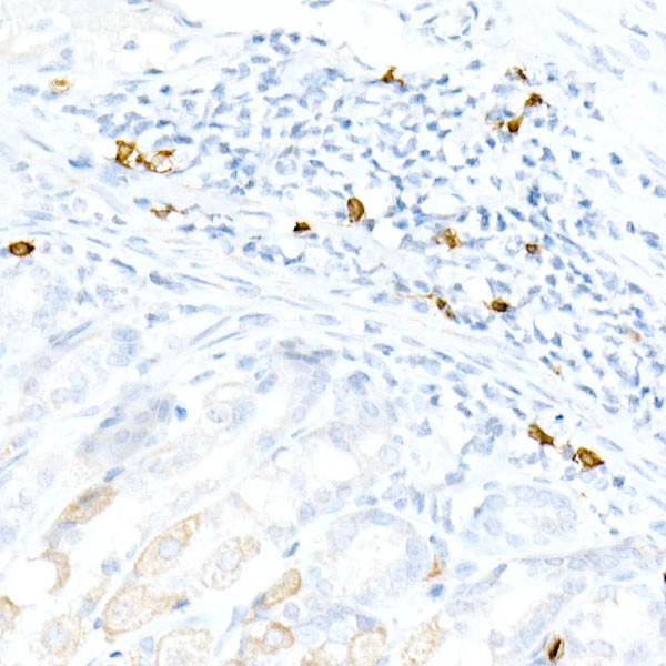 CD3e Antibody in Immunohistochemistry (Paraffin) (IHC (P))