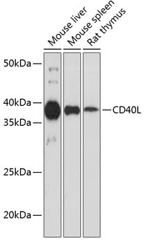 CD154 (CD40 Ligand) Antibody in Western Blot (WB)